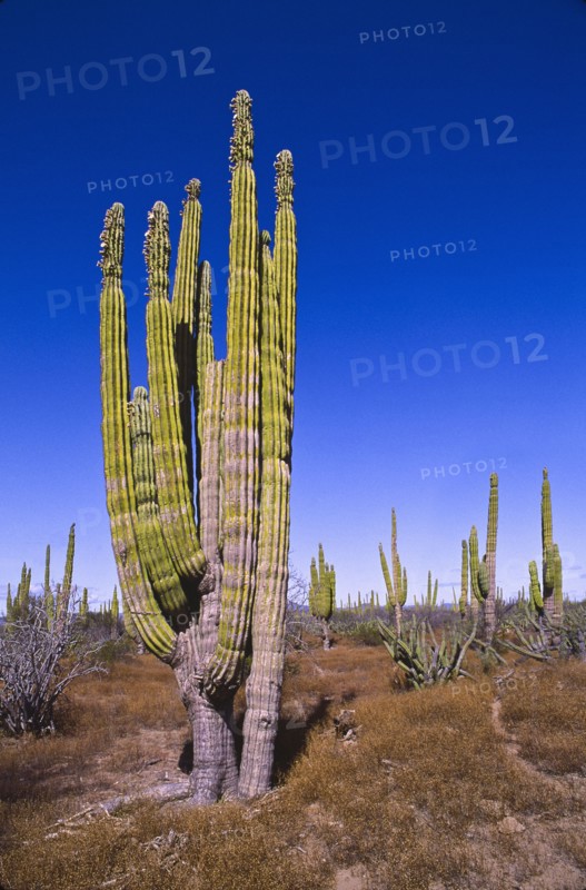 Mexico, Baja California, Cardon Cactus. Photo : DKAR Images