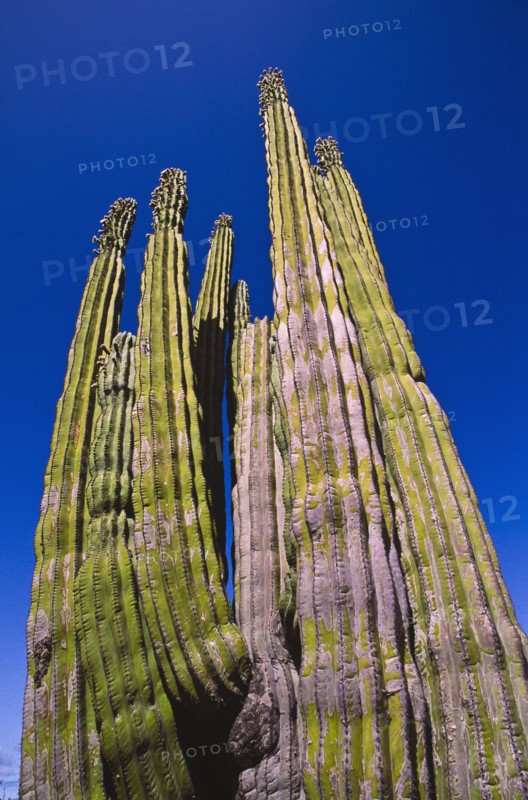 Mexico, Baja California, Cardon Cactus. Photo : DKAR Images