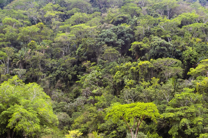 Mexico, Jalisco, Puerto Vallarta, Green forest. Photo : DKAR Images