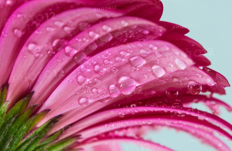 Studio close-up of gerbera daisy.