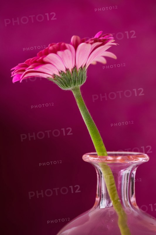 Studio close-up of gerbera daisy.