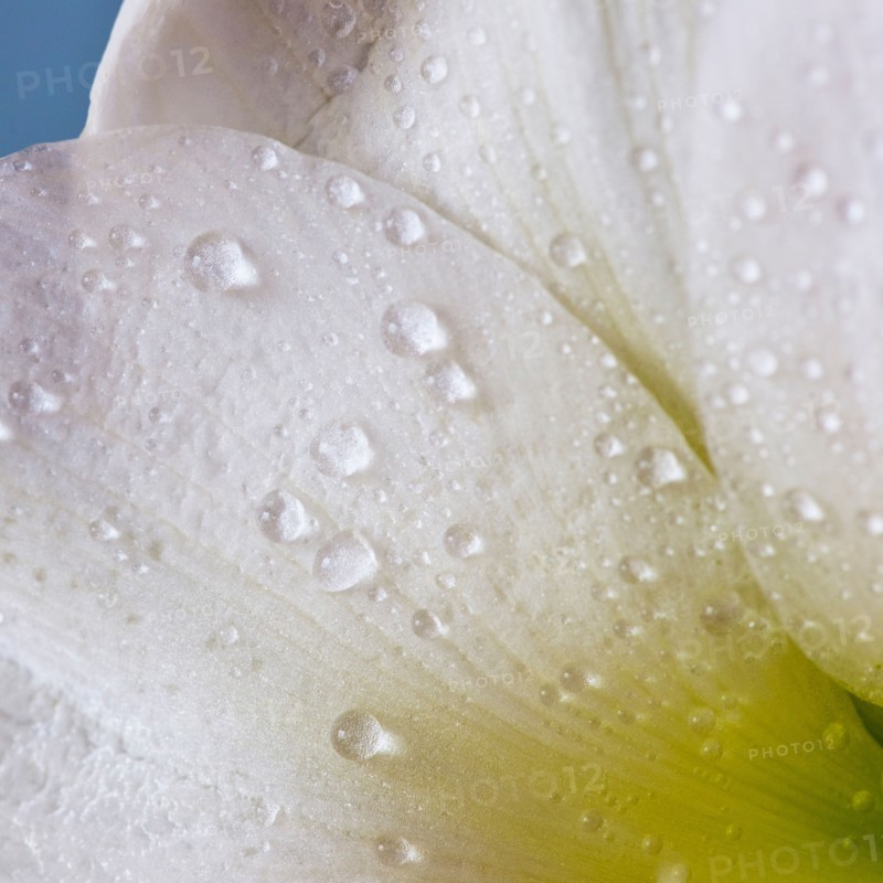 Studio close-up of green amaryllis.