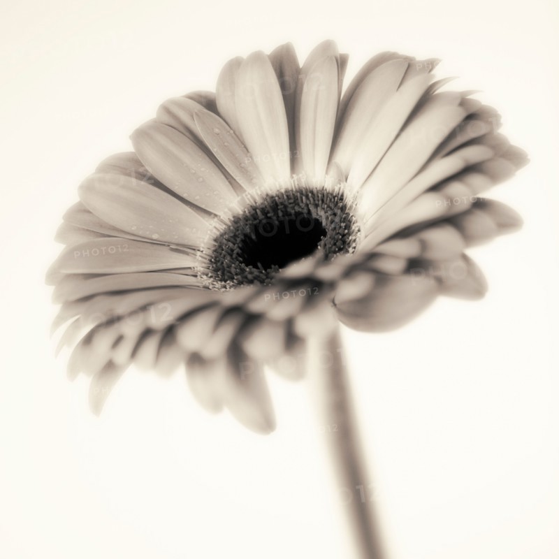 Studio close-up of gerbera daisy.