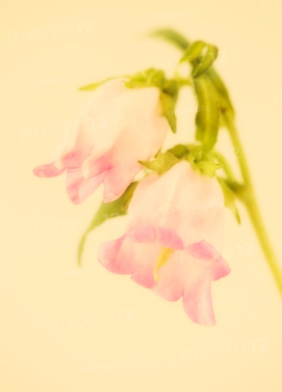 Studio close-up of camanella.