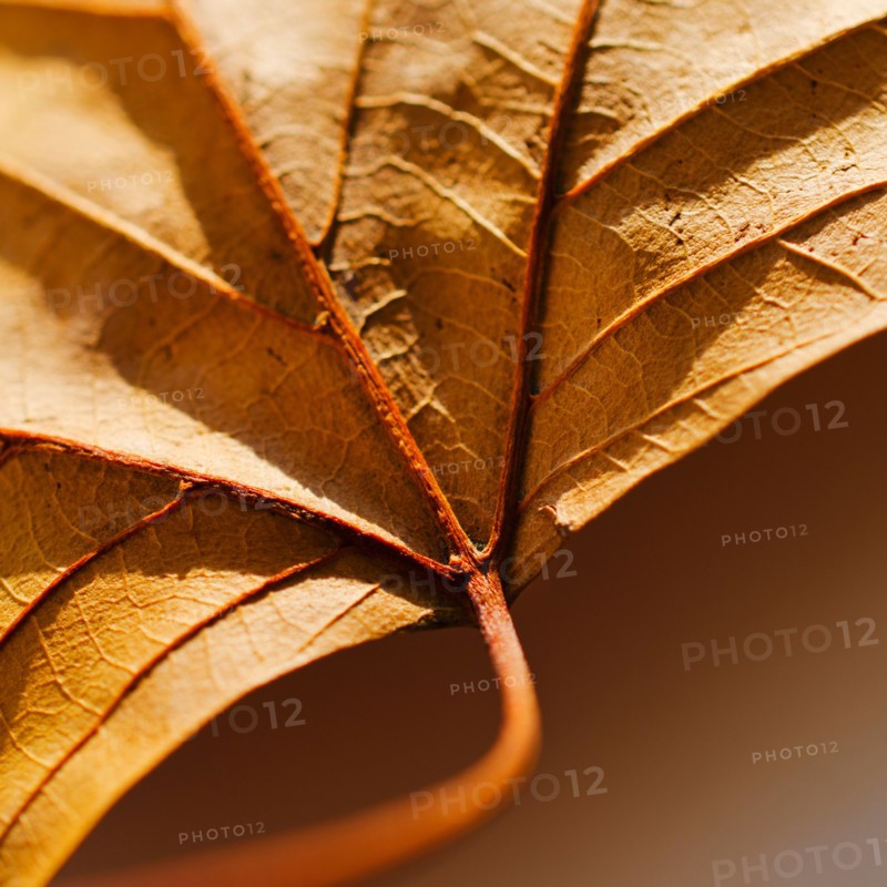 Studio close-up of autumn leaf.