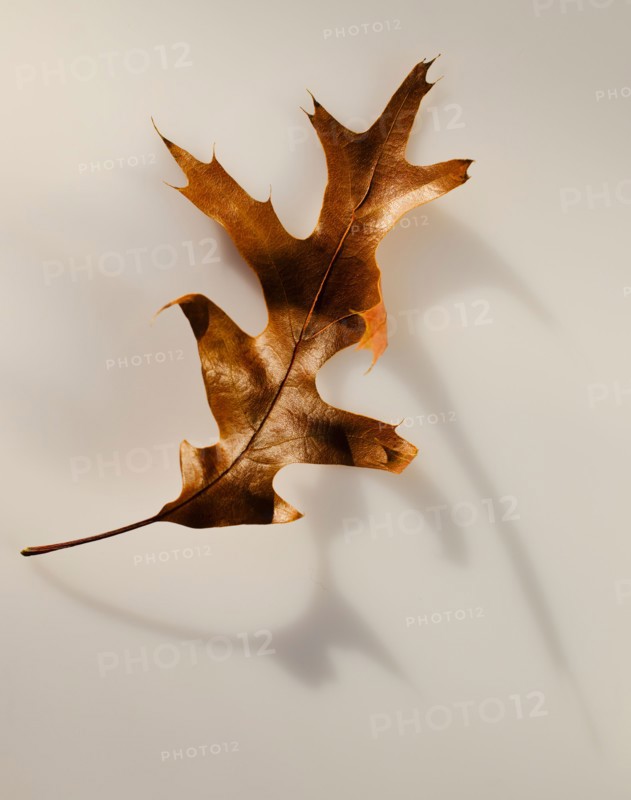 Studio shot of autumn leaf.