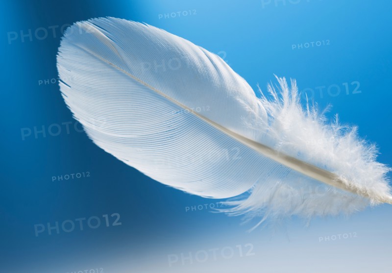 Studio shot of white feather on blue background.