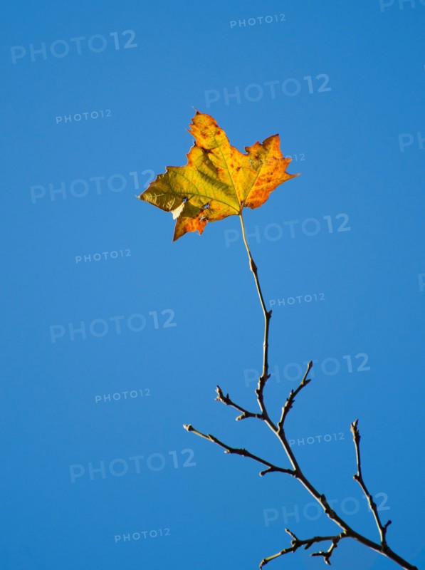 Autumn leaf against blue sky.