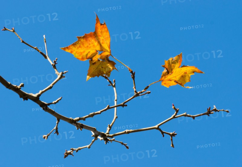 Autumn leaves against blue sky.