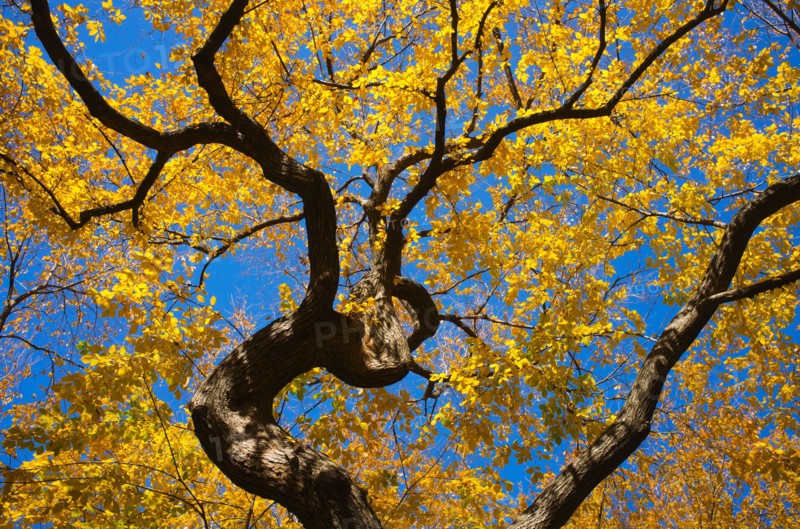 Autumn leaves.