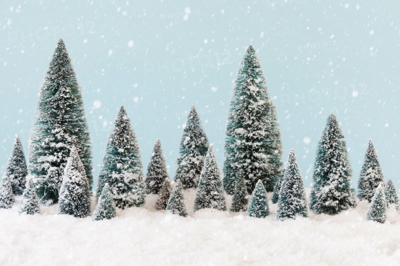 Pine trees covering by snow, studio shot.