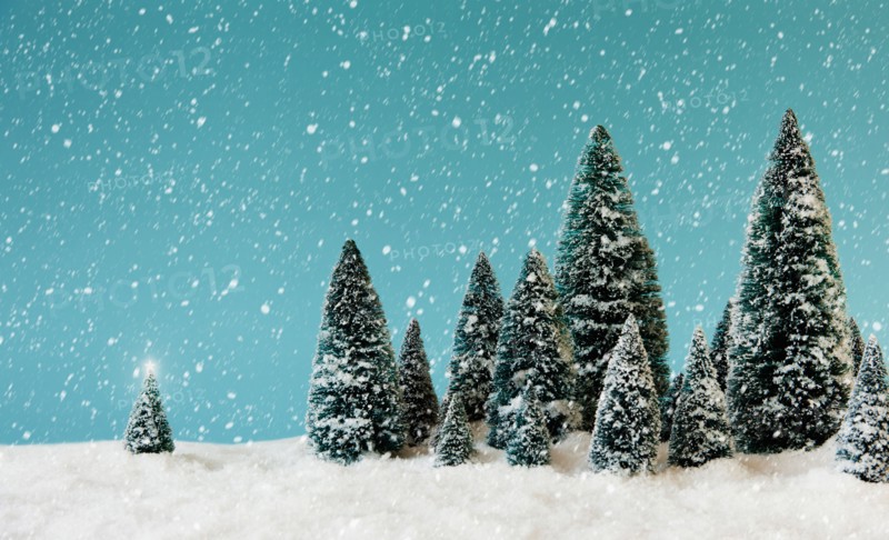 Pine trees covering by snow, studio shot.