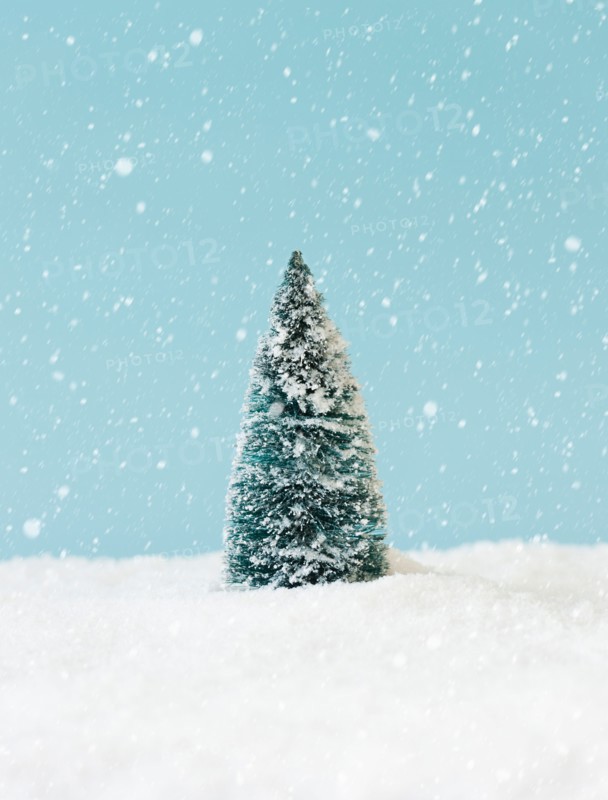 Pine tree covering by snow, studio shot.