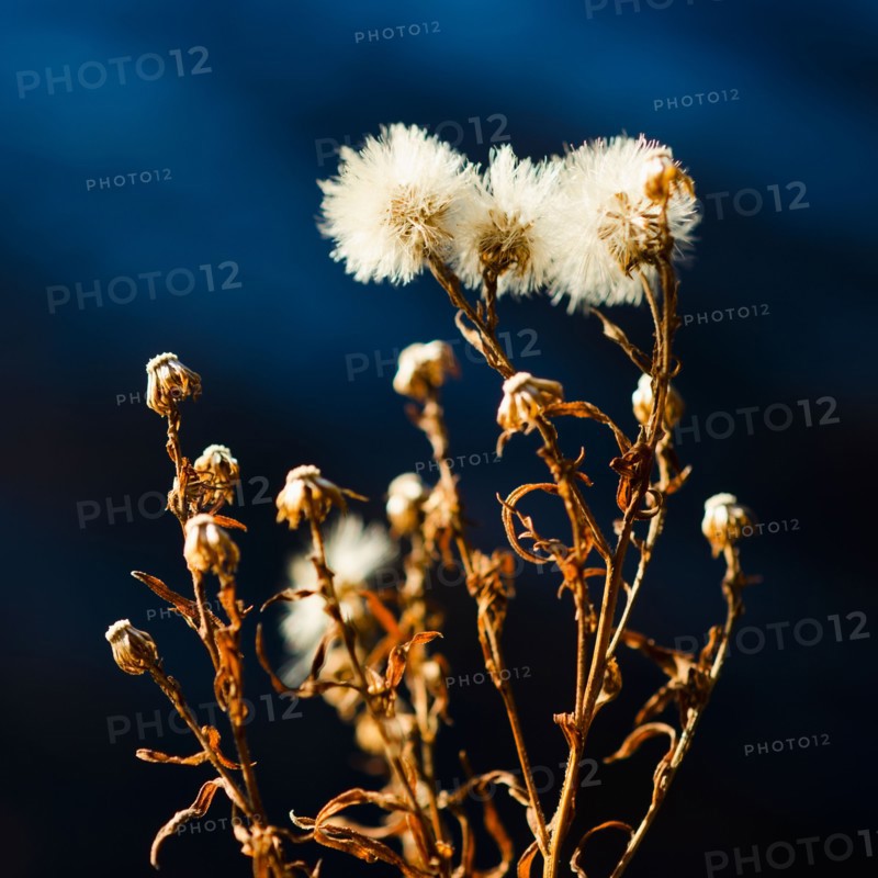 View of dried flowers.