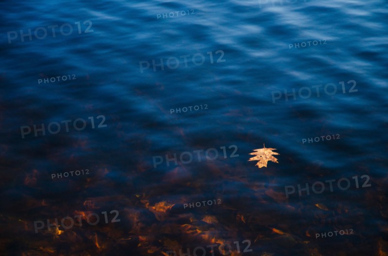 USA, Pennsylvania, Poconos, Leaf floating on water.