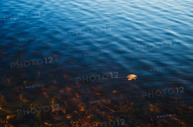 USA, Pennsylvania, Poconos, Leaf floating on water.