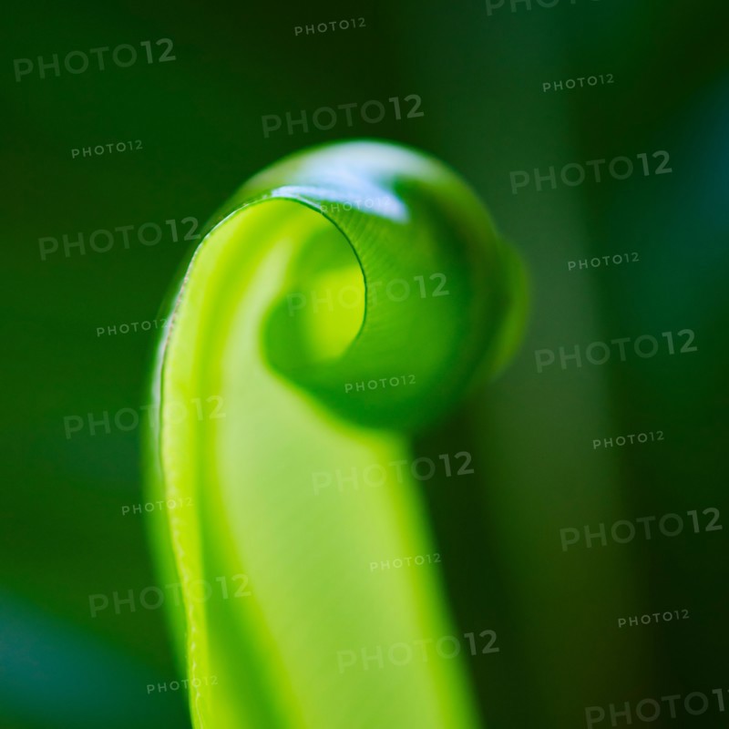Close-up of grass blade.