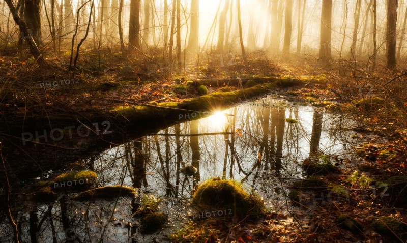 USA, Pennsylvania, Poconos, Scenic view of forest reflecting in pond.