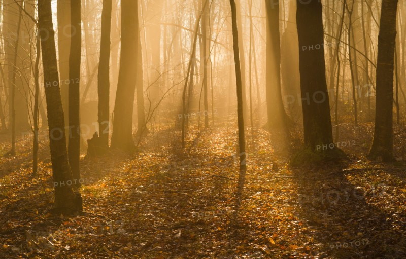 USA, Pennsylvania, Poconos, Scenic view of forest.