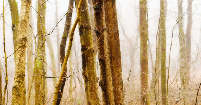 USA, Pennsylvania, Poconos, Close-up of tree trunks in forest.