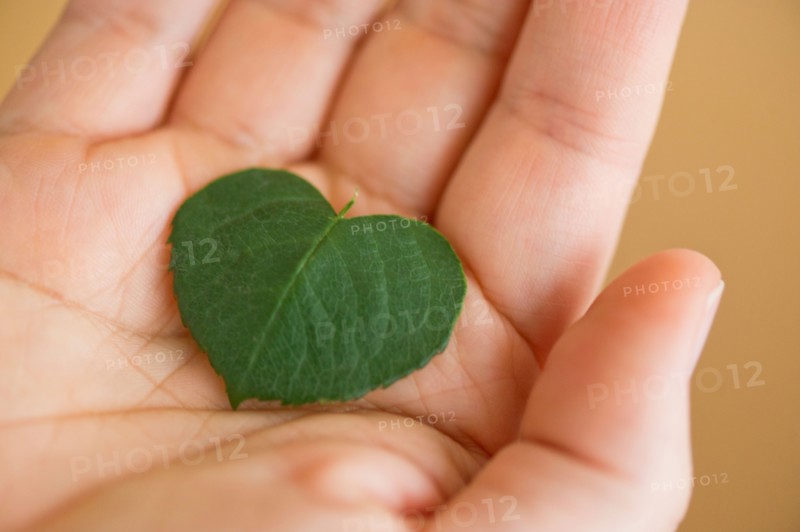 Close up of man's hand holding green leaf in shape of heart, studio shot.