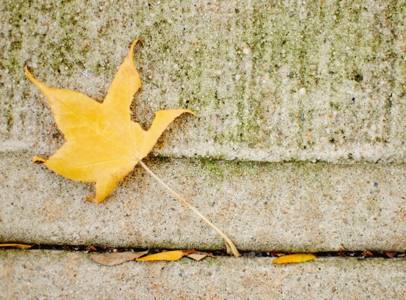 USA, New York State, New York City, Yellow leaf on concrete. Photo : Jamie Grill