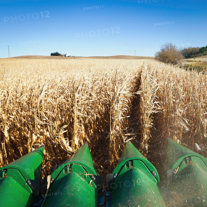 USA, Iowa, Latimer, Combine harvester harvesting corn. Photo : Sarah M. Golonka