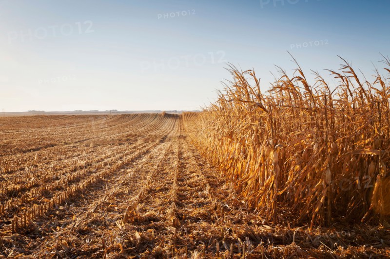 USA, Iowa, Latimer, Partly harvester corn field. Photo : Sarah M. Golonka