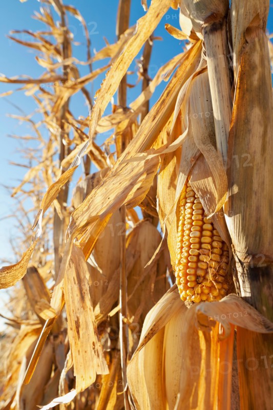USA, Iowa, Latimer, Close-up of ripe corn. Photo : Sarah M. Golonka