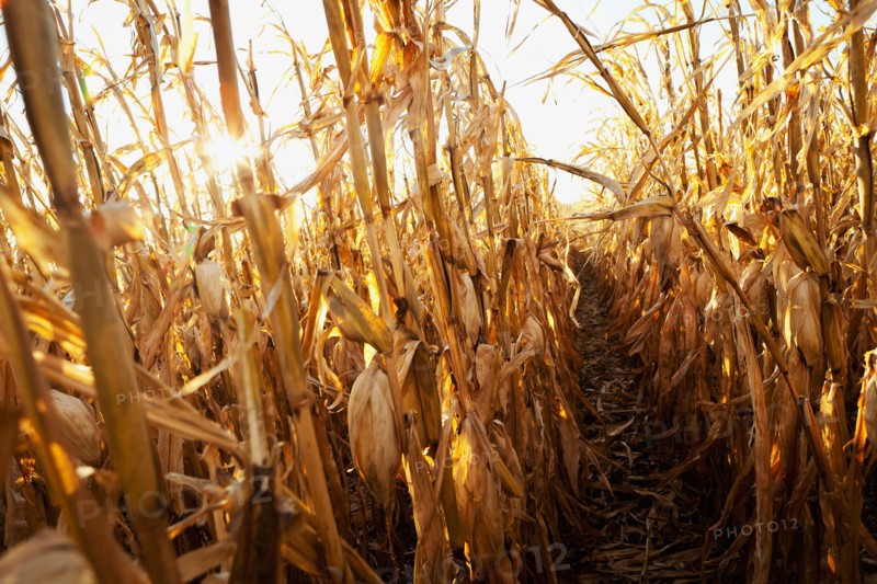 USA, Iowa, Latimer, Field of ripe corn. Photo : Sarah M. Golonka