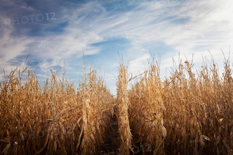 USA, Iowa, Latimer, Field of ripe corn. Photo : Sarah M. Golonka