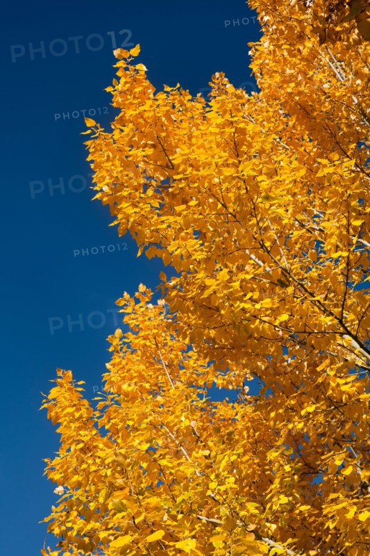 Close-up of yellow leaves against blue sky. Photo : John Kelly