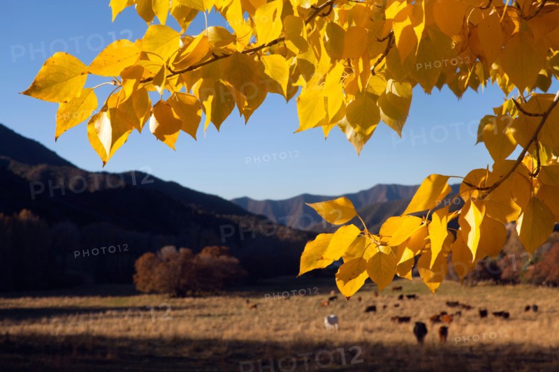 USA, Colorado, Autumn landscape with pasture in background. Photo : John Kelly