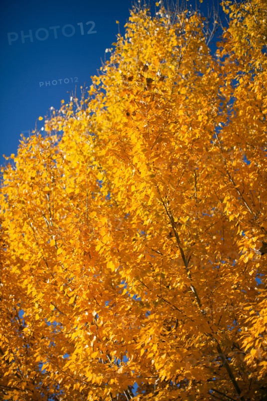 Close-up of yellow trees against blue sky. Photo : John Kelly