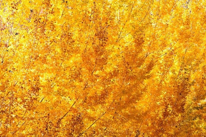 Close-up of yellow tree. Photo : John Kelly