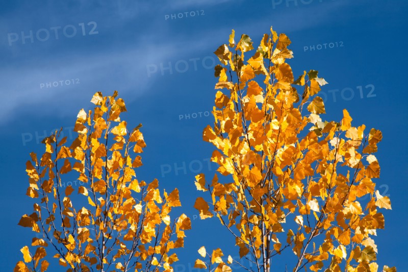 Close-up of yellow leaves against blue sky. Photo : John Kelly