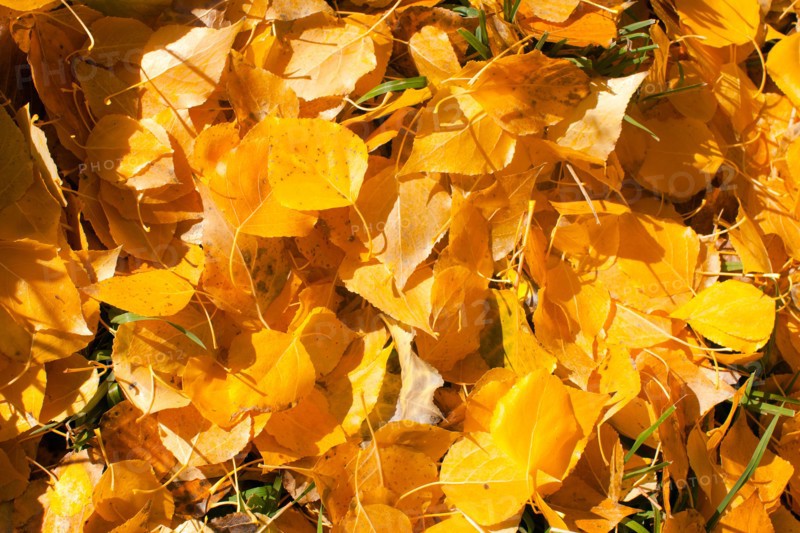 Yellow fallen leaves. Photo : John Kelly