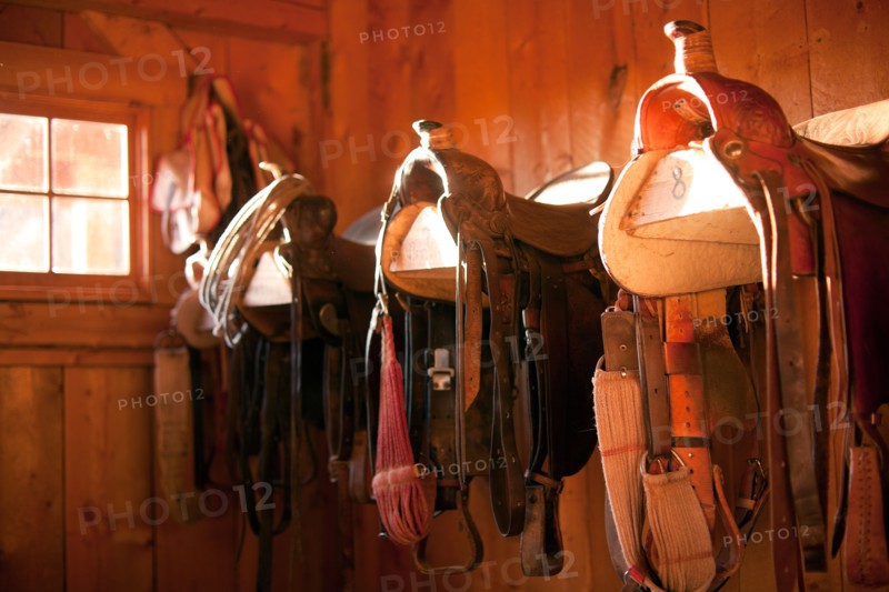 Saddles in barn. Photo : John Kelly