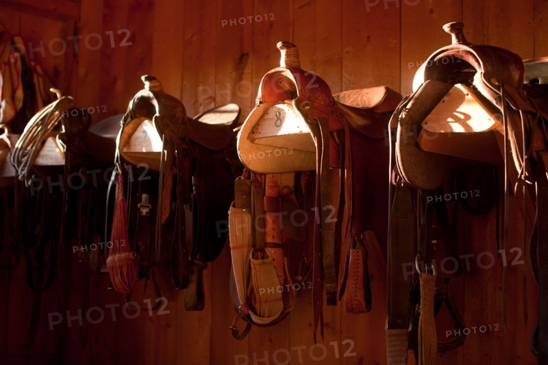 Saddles in barn. Photo : John Kelly