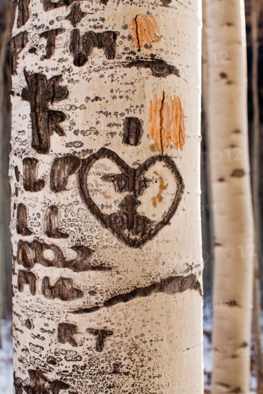 Close-up of aspen tree trunk with carved heart. Photo : John Kelly