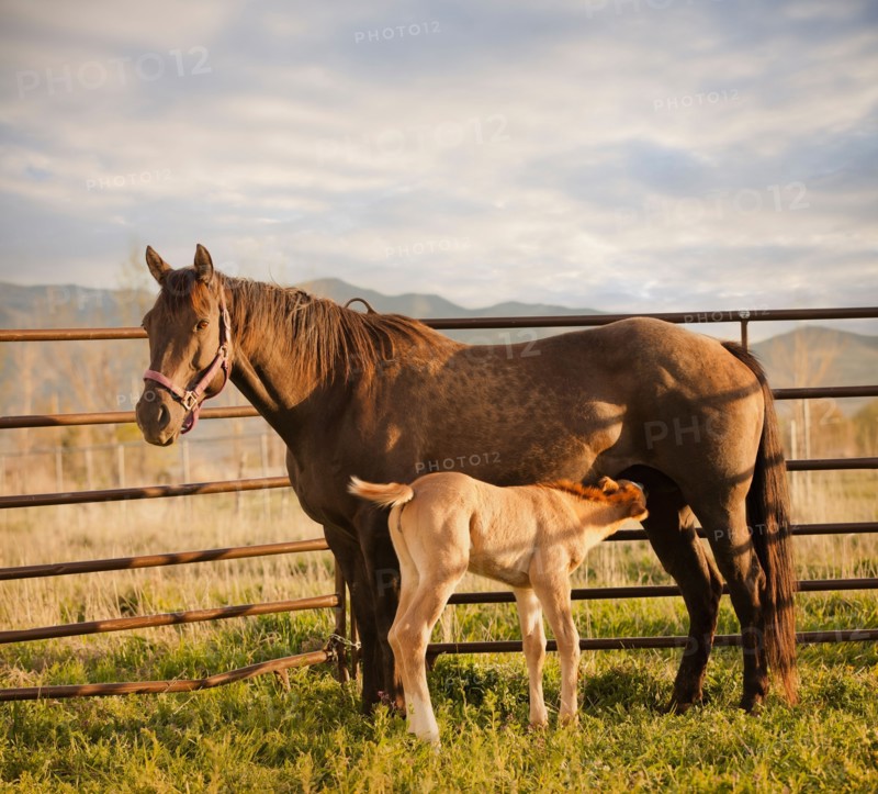 USA, Utah, Lehi, Foal with mother. Photo : Mike Kemp