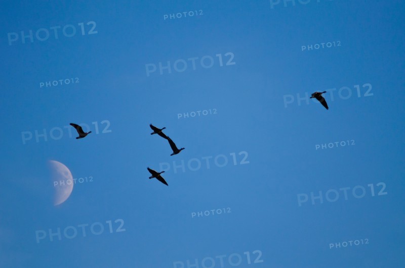 Geese against moon. Photo : Gary Weathers