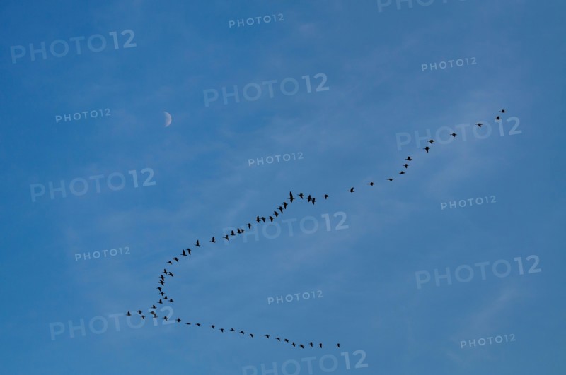 Geese in formation against moon. Photo : Gary Weathers