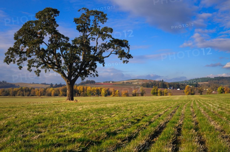 USA, Oregon, Polk County, Oak tree in field. Photo : Gary Weathers