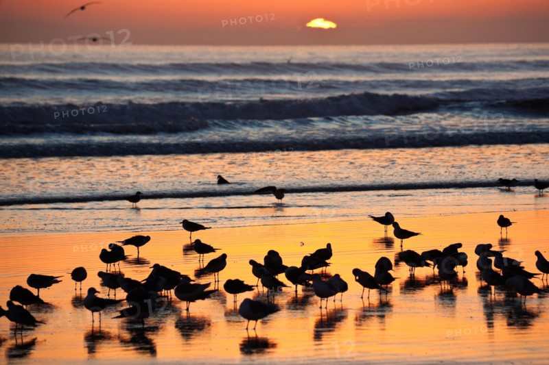 USA, Florida, Daytona Beach, Seabirds on beach. Photo : Henryk Sadura