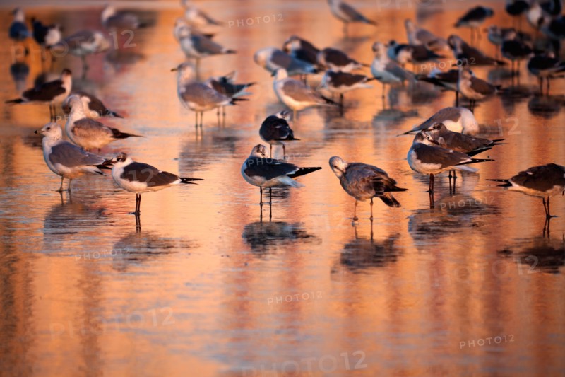 USA, Florida, Daytona Beach, Seabirds on beach. Photo : Henryk Sadura