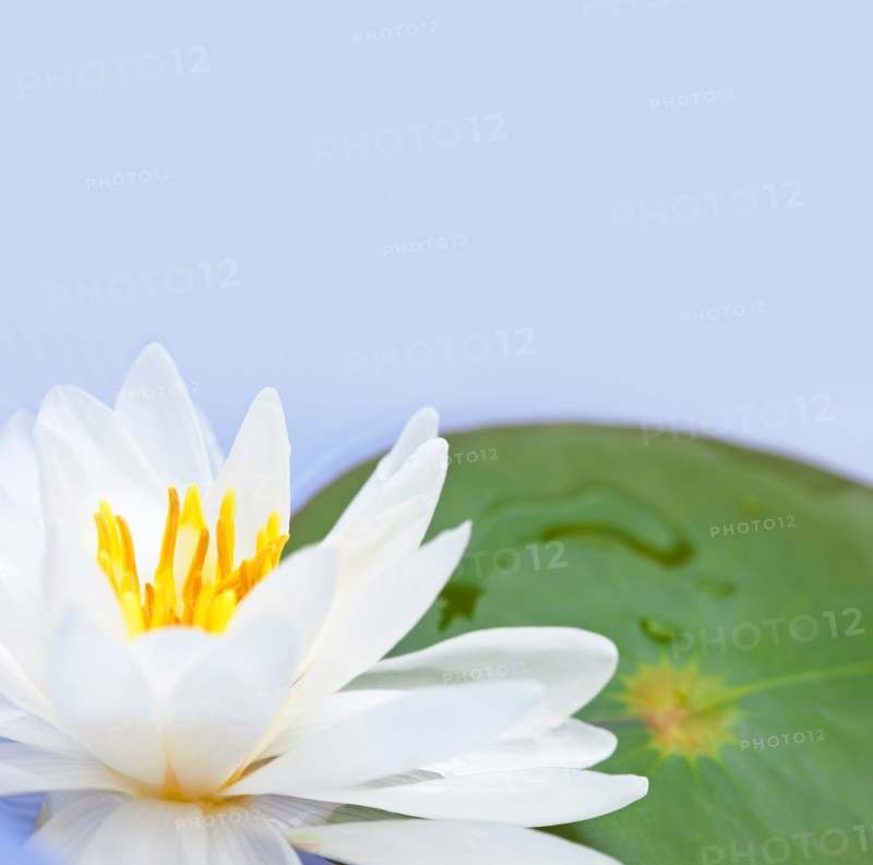 Close-up of water lily, studio shot. Photo :  Elena Elisseeva