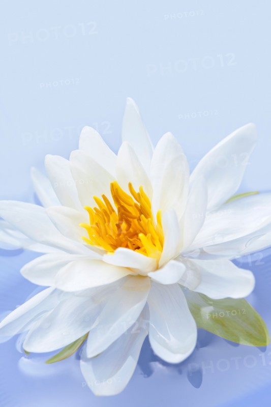 Close-up of water lily, studio shot. Photo :  Elena Elisseeva