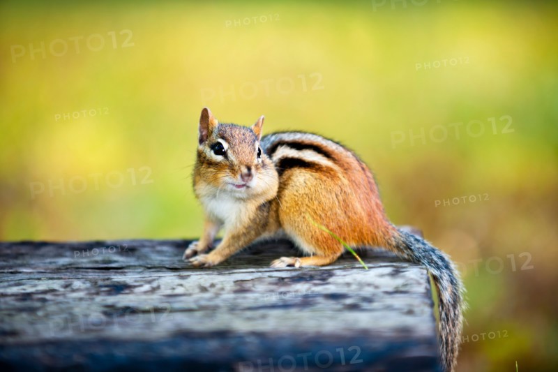 View of chipmunk . Photo : Elena Elisseeva