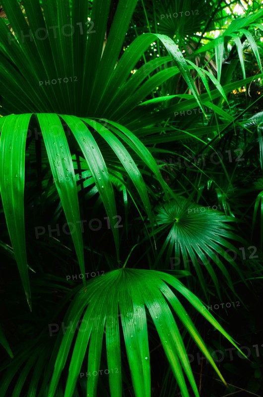 Mexico, Yucatan. Palm grove.